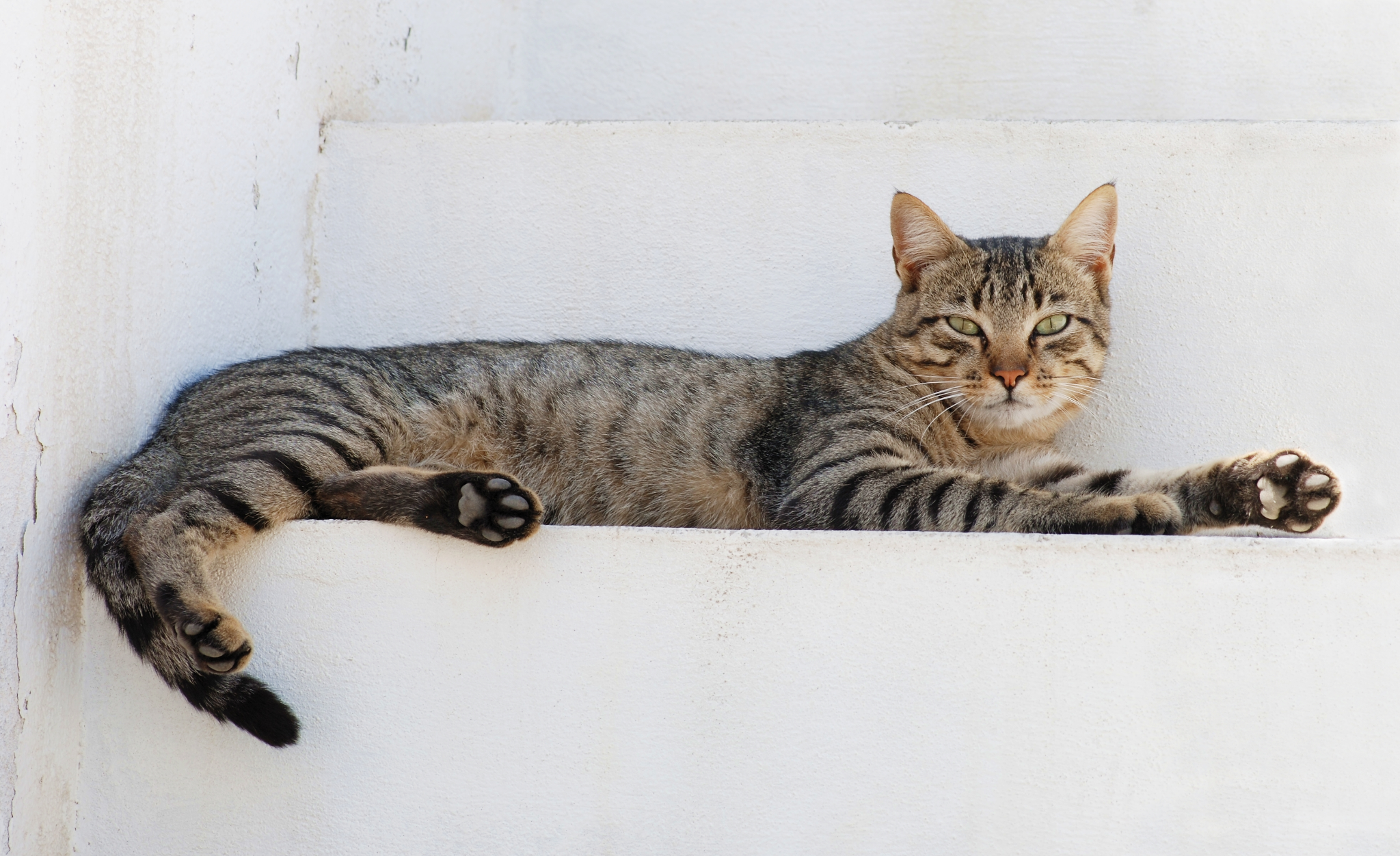 Photo of a tabby cat